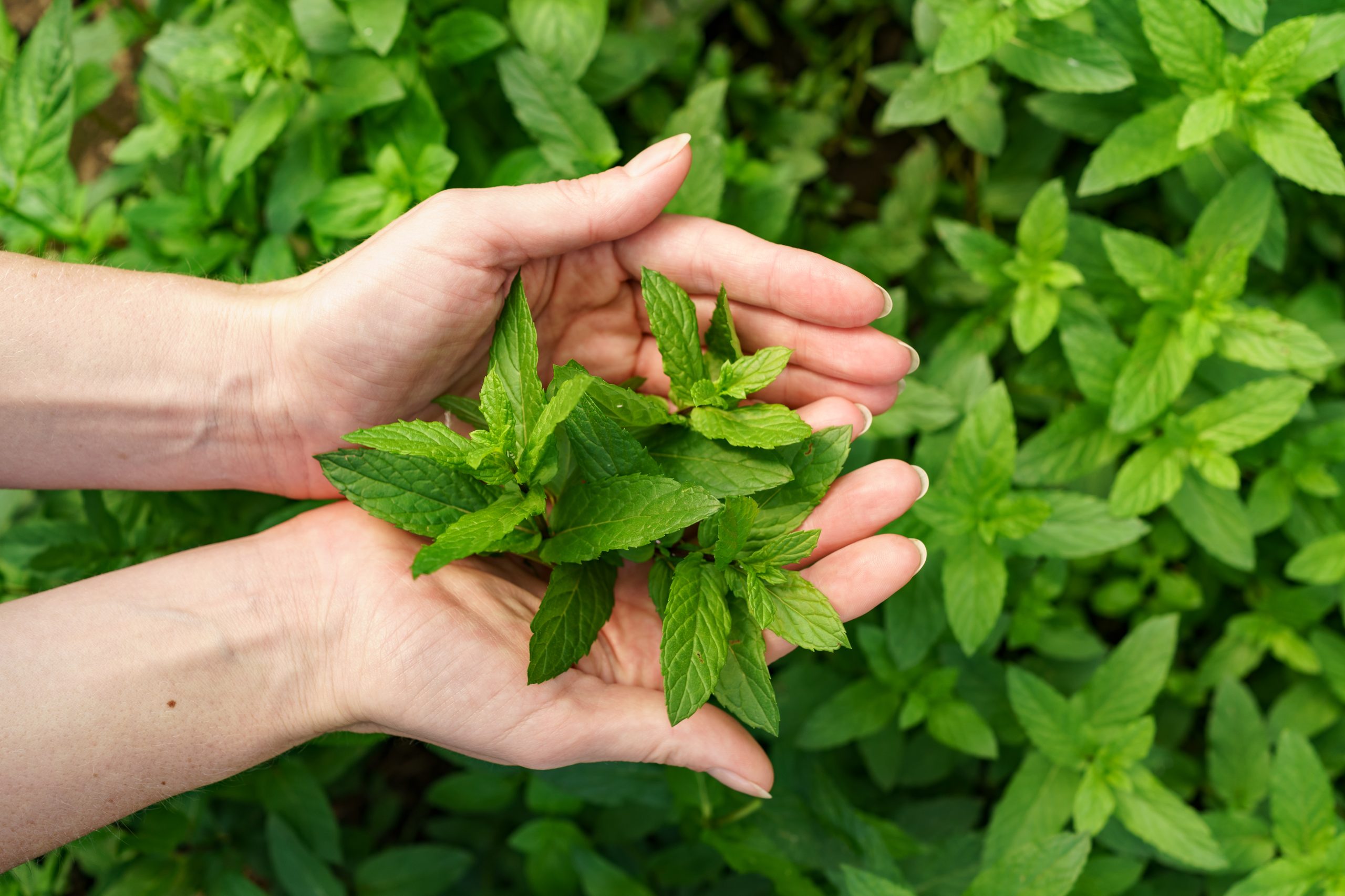 Close up woman hands holding fresh mint
